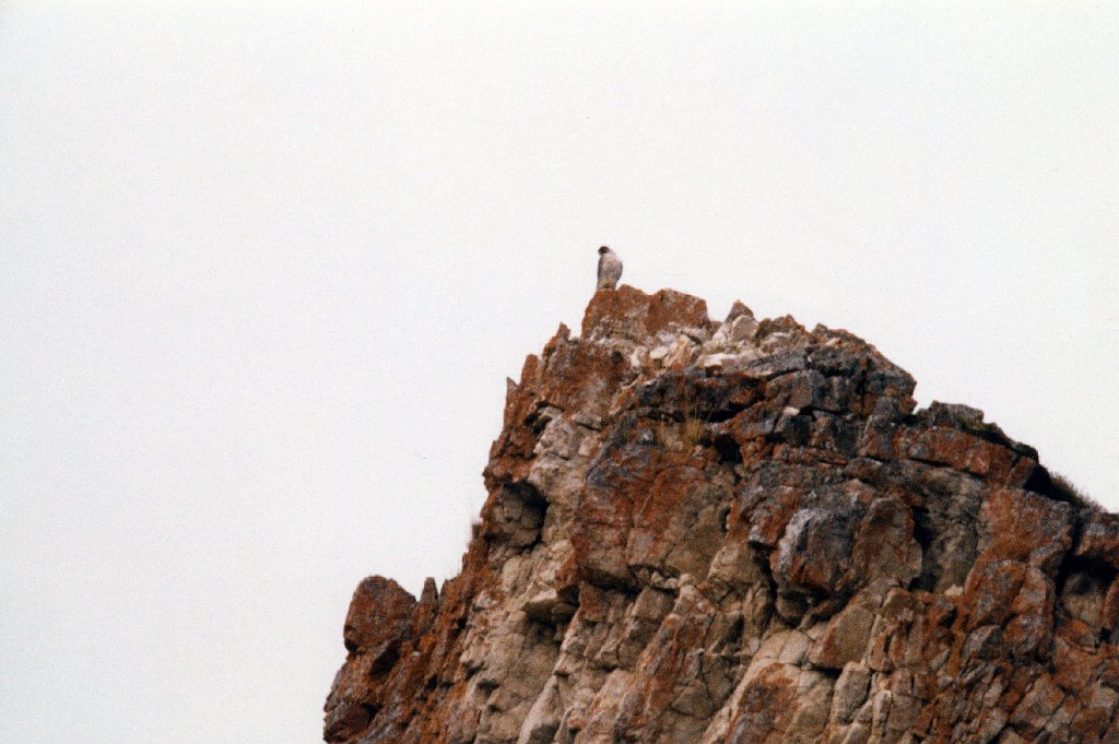 Hawk, Gyrfalcon, Dempster Hwy, YT  06-1996 B06P84I02.jpg - Gyrfalcon